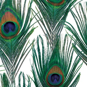 Peacock Print Tissue Paper